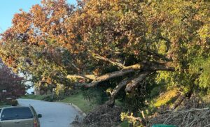 Asheville roadside tree hanging over road after Hurricane Helene 2024