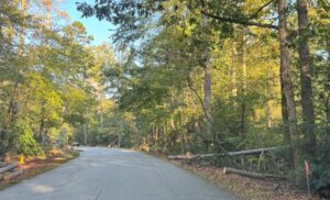 Asheville roadside debris of fallen trees after Hurricane Helene 2024