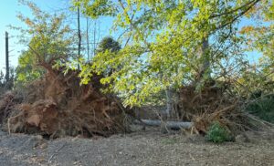 Asheville roadside uprooted trees after Hurricane Helene 2024