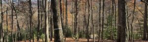 Looking for property to purchase and develop in the mountains of North Carolina? Work with ACM Design to determine if the lot will fit your needs.